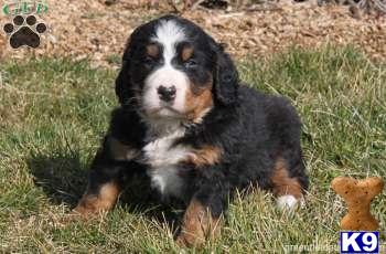 Bernese Mountain Dog Puppies