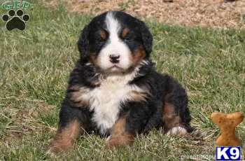 Bernese Mountain Dog Puppies