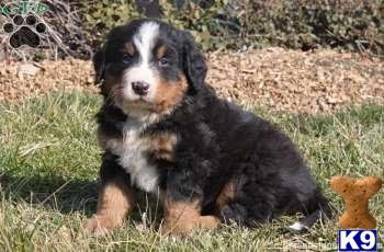 Bernese Mountain Dog Puppies