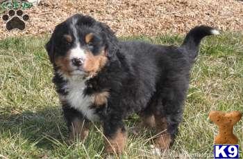 Bernese Mountain Dog Puppies