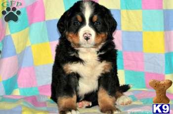 Bernese Mountain Dog Puppies
