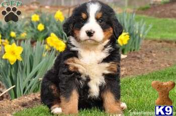 Puppies in Mount joy