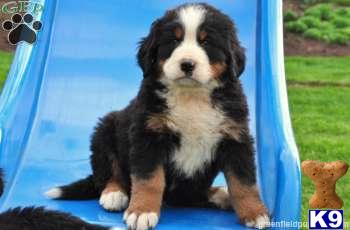 Puppies in Mount joy