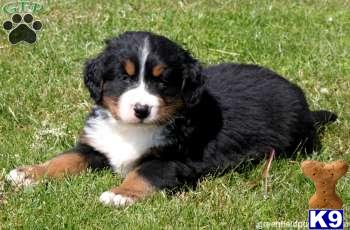 Puppies in Mount joy