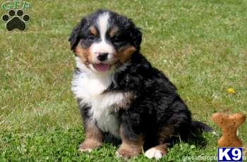 Puppies in Mount joy