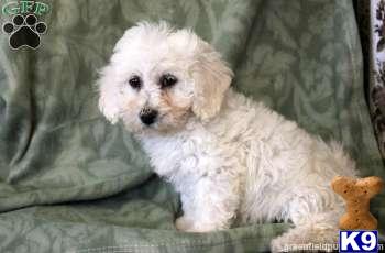Puppies in Mount joy