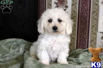 Puppies in Mount joy