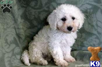 Puppies in Mount joy