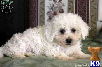 Puppies in Mount joy