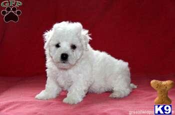 Puppies in Mount joy