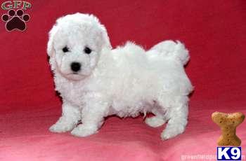 Puppies in Mount joy
