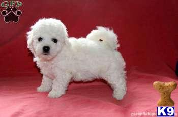 Puppies in Mount joy