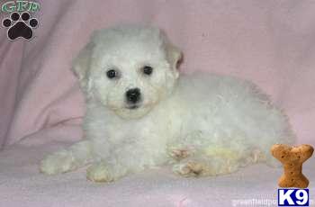 Puppies in Mount joy
