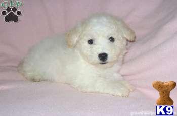 Puppies in Mount joy
