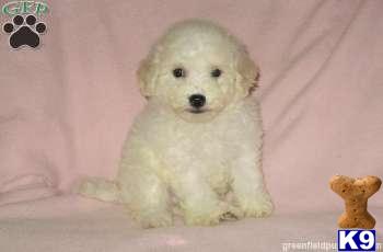 Puppies in Mount joy