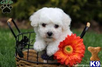 Puppies in Mount joy