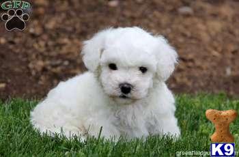 Puppies in Mount joy