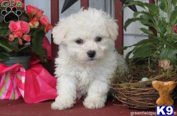 Puppies in Mount joy
