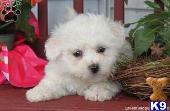 Puppies in Mount joy