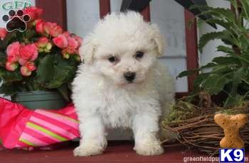 Puppies in Mount joy
