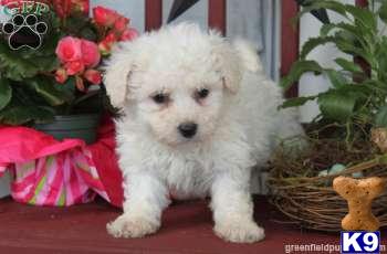 Puppies in Mount joy
