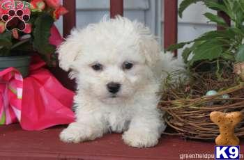 Puppies in Mount joy
