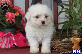 Puppies in Mount joy