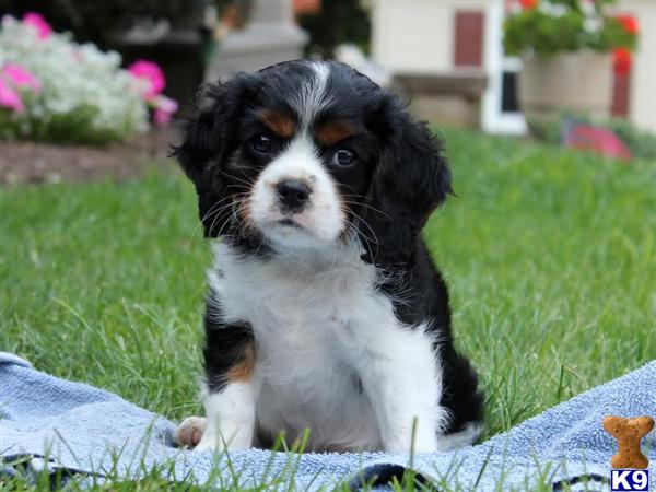 greenfield puppies lancaster pa document moved greenfield puppies lancaster pa document moved