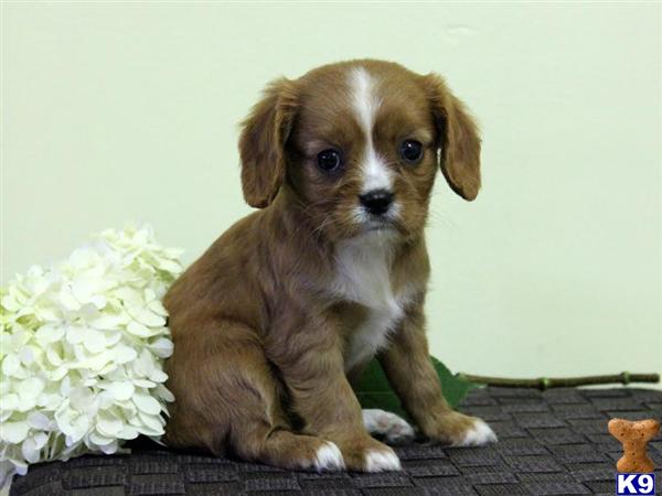 greenfield puppies lancaster pa document moved greenfield puppies lancaster pa document moved