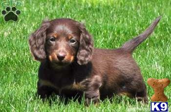 Puppies in Mount joy