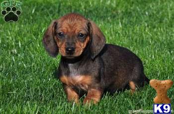 Puppies in Mount joy