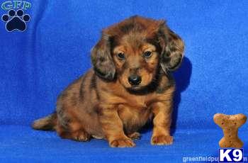 Puppies in Mount joy