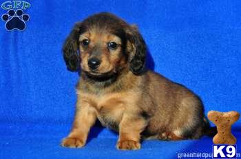 Puppies in Mount joy