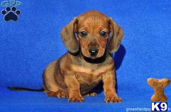 Puppies in Mount joy