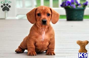 Puppies in Mount joy