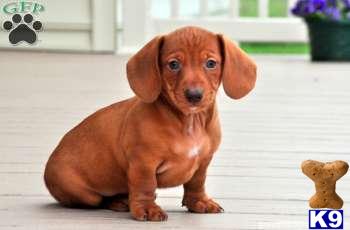 Puppies in Mount joy