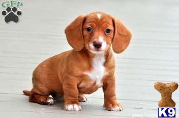 Puppies in Mount joy