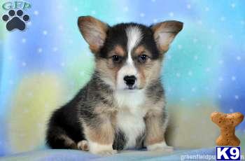 Pembroke Welsh Corgi Puppies