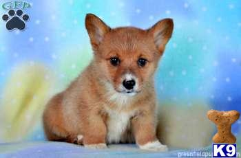 Pembroke Welsh Corgi Puppies