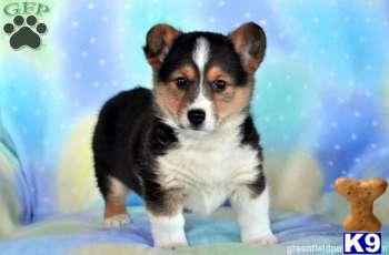 Pembroke Welsh Corgi Puppies