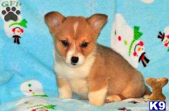 Pembroke Welsh Corgi Puppies