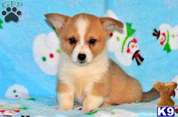 Pembroke Welsh Corgi Puppies