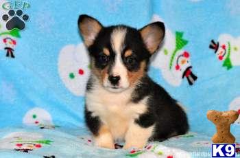 Pembroke Welsh Corgi Puppies