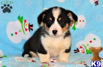Pembroke Welsh Corgi Puppies