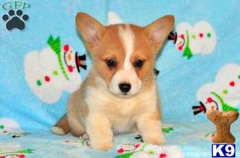 Pembroke Welsh Corgi Puppies