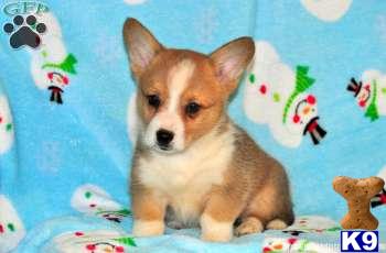 Pembroke Welsh Corgi Puppies