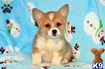 Pembroke Welsh Corgi Puppies