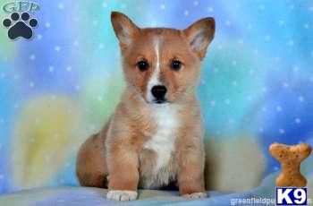 Pembroke Welsh Corgi Puppies