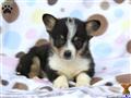 Pembroke Welsh Corgi