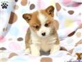 Pembroke Welsh Corgi